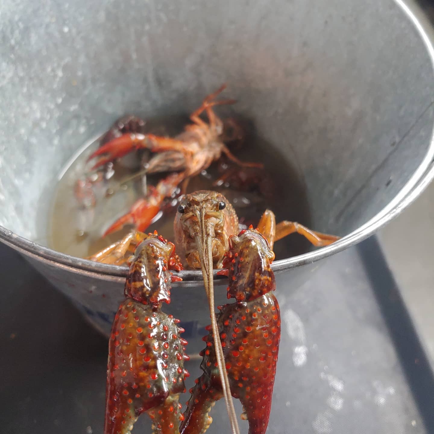 Live crawfish — fresh from the source